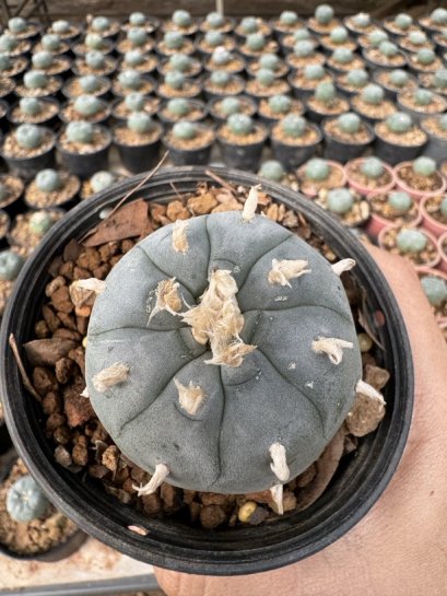 Lophophora Williamsii  5-6 cm 12 years old seed ownroot flower seedling ロフォフォラ　烏羽玉　仔吹き サボテン