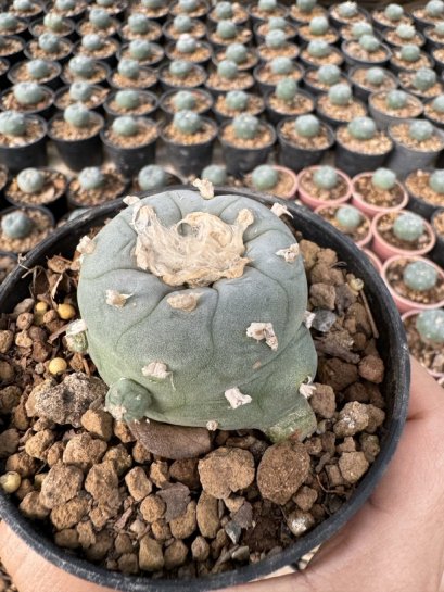 Lophophora Williamsii 5-6 cm 12 years old seed ownroot flower seedling ロフォフォラ　烏羽玉　仔吹き サボテン