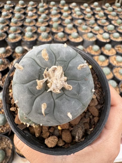 Lophophora Williamsii  5-6 cm 12 years old seed ownroot flower seedling ロフォフォラ　烏羽玉　仔吹き サボテン