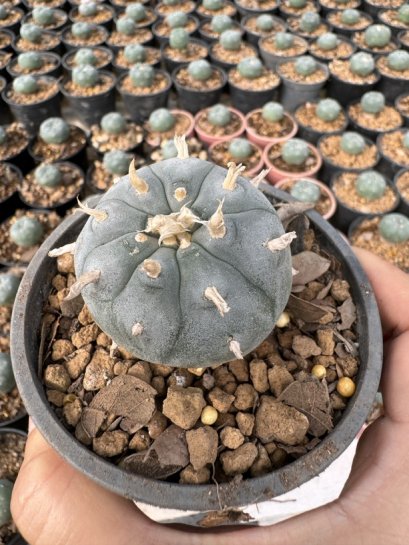 Lophophora Williamsii  5-6 cm 12 years old seed ownroot flower seedling ロフォフォラ　烏羽玉　仔吹き サボテン