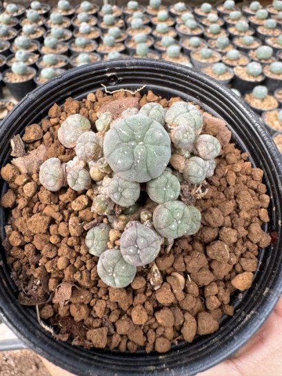 Lophophora Williamsii  5-6 cm 12 years old seed ownroot flower seedling ロフォフォラ　烏羽玉　仔吹き サボテン