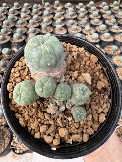 Lophophora Williamsii  5-6 cm 12 years old seed ownroot flower seedling ロフォフォラ　烏羽玉　仔吹き サボテン