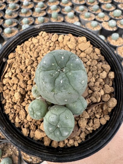 Lophophora Williamsii  5-6 cm 12 years old seed ownroot flower seedling ロフォフォラ　烏羽玉　仔吹き サボテン