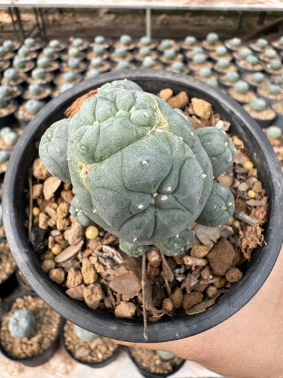 Lophophora Williamsii  5-6 cm 12 years old seed ownroot flower seedling ロフォフォラ　烏羽玉　仔吹き サボテン