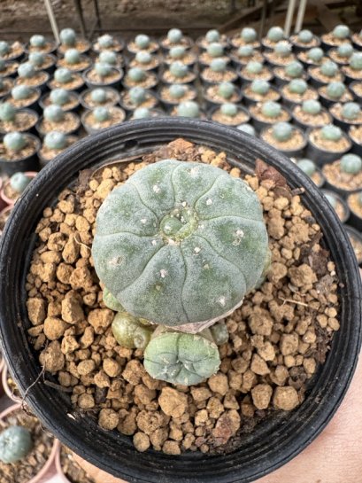 Lophophora Williamsii  5-6 cm 12 years old seed ownroot flower seedling ロフォフォラ 烏羽玉　仔吹き サボテン