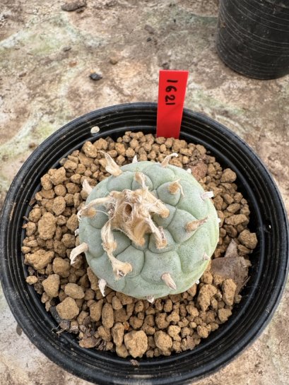 Lophophora Williamsii  5-6 cm 12 years old seed ownroot flower seedling ロフォフォラ 烏羽玉　仔吹き サボテン