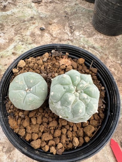 Lophophora Williamsii  5-6 cm 12 years old seed ownroot flower seedling ロフォフォラ 烏羽玉　仔吹き サボテン
