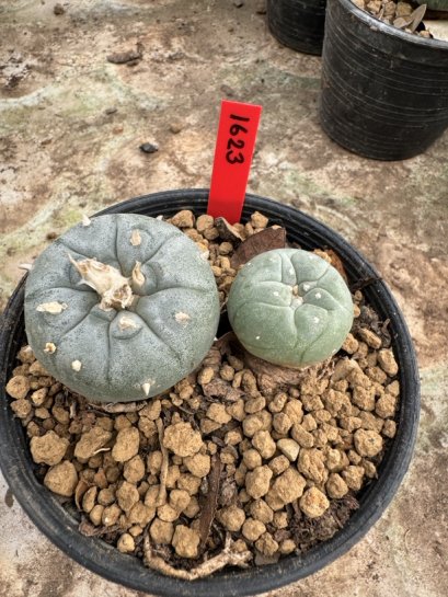 Lophophora Williamsii  5-6 cm 12 years old seed ownroot flower seedling ロフォフォラ 烏羽玉　仔吹き サボテン