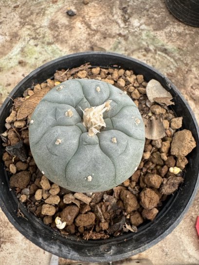 Lophophora Williamsii  5-6 cm 12 years old seed ownroot flower seedling ロフォフォラ 烏羽玉　仔吹き サボテン