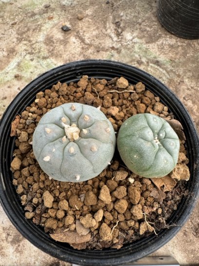 Lophophora Williamsii  5-6 cm 12 years old seed ownroot flower seedling ロフォフォラ 烏羽玉　仔吹き サボテン