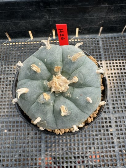Lophophora Williamsii  5-6 cm 12 years old seed ownroot flower seedling ロフォフォラ 烏羽玉　仔吹き サボテン