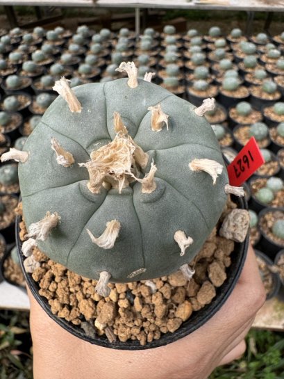 Lophophora Williamsii  5-6 cm 12 years old seed ownroot flower seedling ロフォフォラ 烏羽玉　仔吹き サボテン