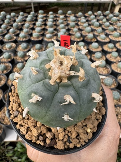 Lophophora Williamsii  5-6 cm 12 years old seed ownroot flower seedling ロフォフォラ 烏羽玉　仔吹き サボテン