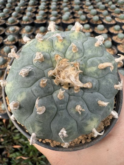 Lophophora Williamsii Variegata 7-8 cm 25 years old seed ownroot flower seedling ロフォフォラ 烏羽玉　仔吹き サボテン