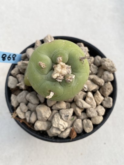Lophophora Diffusa 6-7 cm 9 years old seed ownroot flower seedling ロフォフォラ　烏羽玉　仔吹き　サボテン