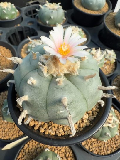 Lophophora Williamsii  8-9 cm 25 years old seed ownroot flower seedling ロフォフォラ　烏羽玉　仔吹き サボテン