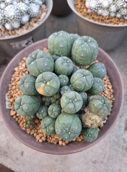 Lophophora Williamsii 6-7 cm 10 years old seed ownroot flower seedling ロフォフォラ　烏羽玉　仔吹き サボテン