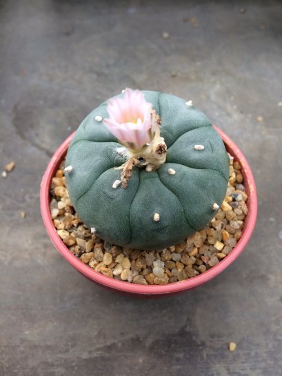 1 plant Lophophora williamsii Peyote plants-cactus-cacti-cactaceae