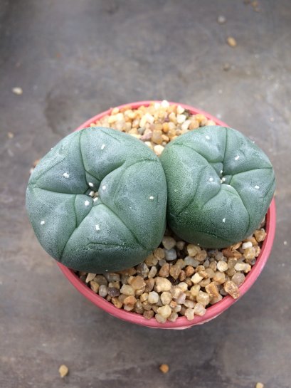 2 plant Lophophora williamsii Peyote plants-cactus-cacti-cactaceae