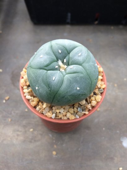 1 plant Lophophora williamsii Peyote plants-cactus-cacti-cactaceae