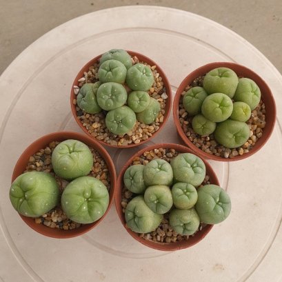 Lophophora fricii 5-6 cm 12 years old seed ownroot flower seedling ロフォフォラ 烏羽玉　仔吹き サボテン
