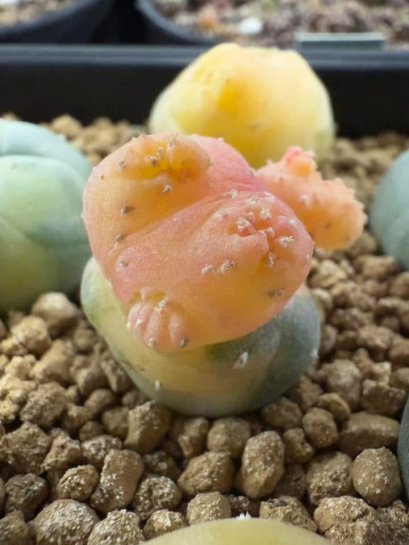 Lophophora Fricii Cristata  2-3 cm 5 years old seed ownroot flower seedling ロフォフォラ　烏羽玉　仔吹き サボテン