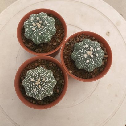Astrophytum asterias
