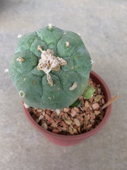 Lophophora williamsii Peyote plants-cactus-cacti-cactaceae