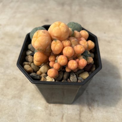 Lophophora Williamsii 6-7 cm 10 years old seed ownroot flower seedling ロフォフォラ　烏羽玉　仔吹き サボテン