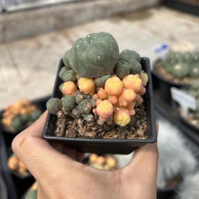 Lophophora Williamsii 6-7 cm 10 years old seed ownroot flower seedling ロフォフォラ　烏羽玉　仔吹き サボテン