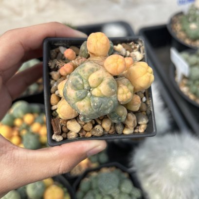 Lophophora Williamsii 6-7 cm 10 years old seed ownroot flower seedling ロフォフォラ　烏羽玉　仔吹き サボテン