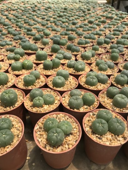 1 plant Lophophora williamsii