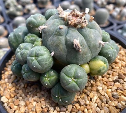 Lophophora Williamsii 6-7 cm 10 years old seed ownroot flower seedling ロフォフォラ　烏羽玉　仔吹き サボテン