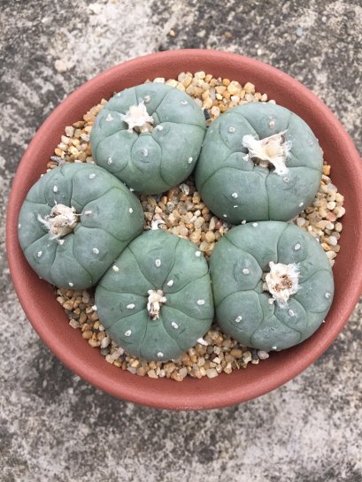 5 PLANT Lophophora Williamsii - lophophora peyote