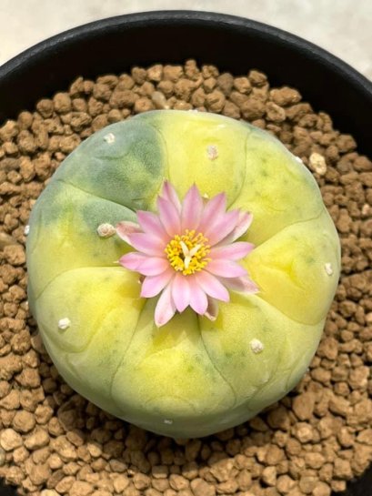 Lophophora Fricii Variegata 7-8 cm 15 years old seed ownroot flower seedling ロフォフォラ　烏羽玉　仔吹き サボテン