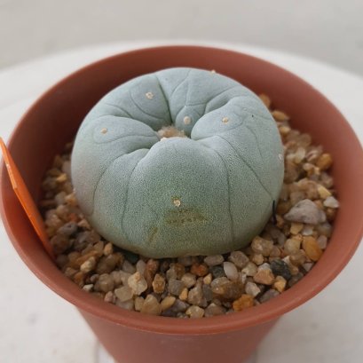 Lophophora Fricii cv Ooibo 5 cm 15 years old seed ownroot flower seedling ロフォフォラ　烏羽玉　仔吹き サボテン