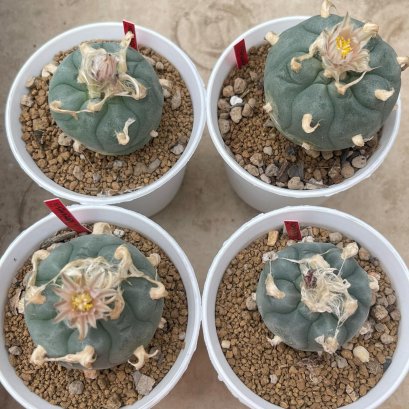 4 plants Lophophora koehresii 5-6 cm 15 years old seed ownroot flower seedling ロフォフォラ　烏羽玉　仔吹き サボテン