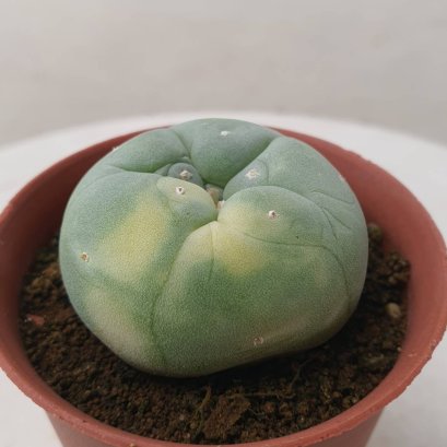 Lophophora Fricii Variegata 4-5 cm 15 years old seed ownroot flower seedling ロフォフォラ　烏羽玉　仔吹き サボテン