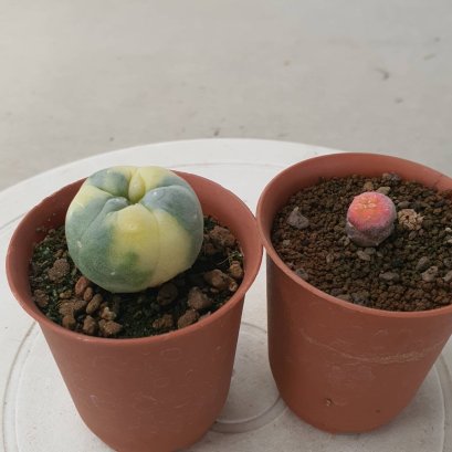 Lophophora Fricii Variegata 4-5 cm 15 years old seed ownroot flower seedling ロフォフォラ　烏羽玉　仔吹き サボテン