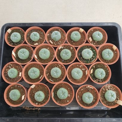 20 plants Lophophora williamsii 4-5 cm 15 years old seed ownroot flower seedling ロフォフォラ　烏羽玉　仔吹き サボテン