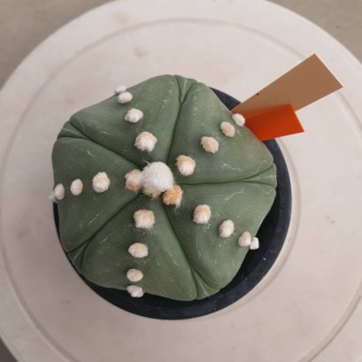 Astrophytum asterias