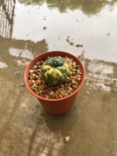 Astrophytum asterias