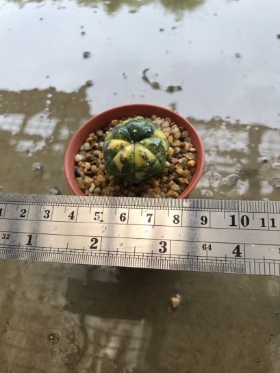 Astrophytum asterias