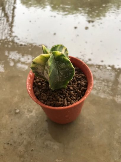 Astrophytum asterias