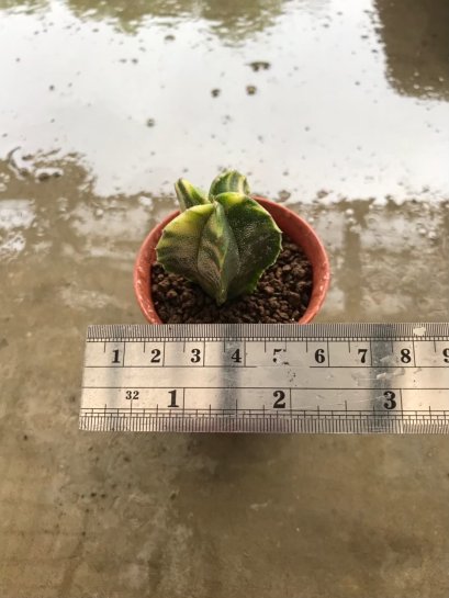 Astrophytum asterias