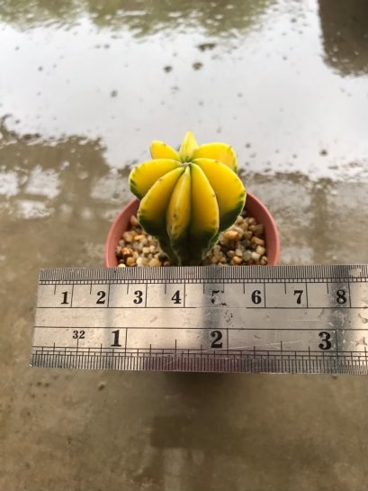 Astrophytum asterias