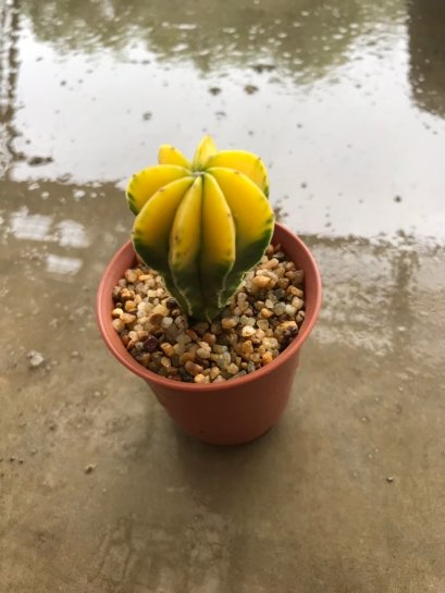 Astrophytum asterias