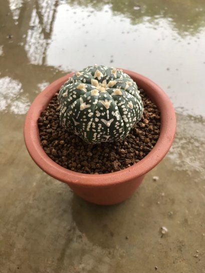 Astrophytum asterias