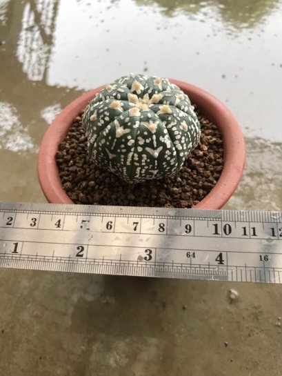 Astrophytum asterias
