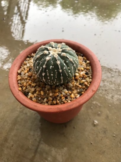 Astrophytum asterias